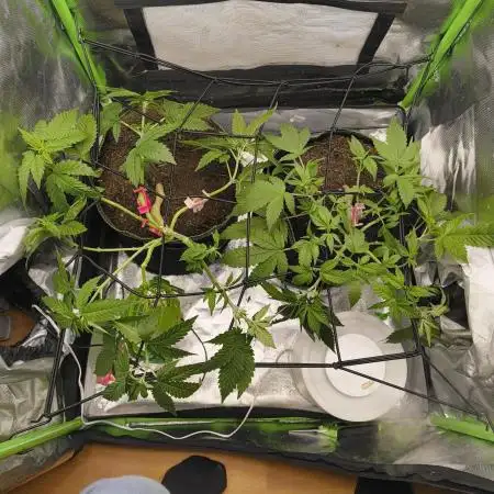 Lemonpaya FB/ Special Kush RQS