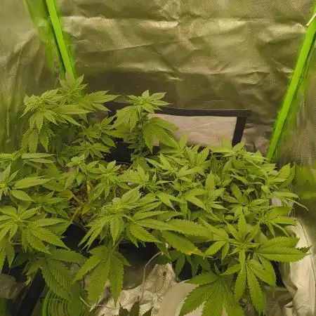 Lemonpaya FB/ Special Kush RQS