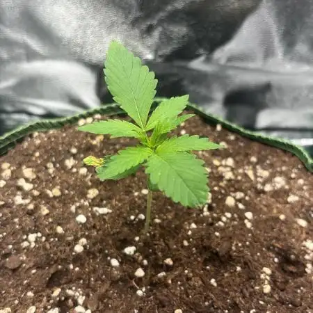 Bonus Gorilla Cookies auto