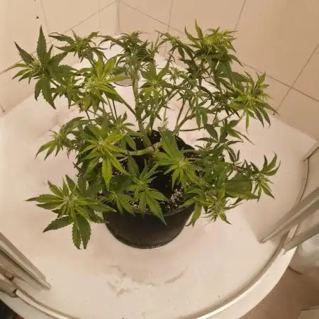 Bonus Gorilla Cookies auto