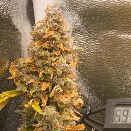 Bonus Gorilla Cookies auto