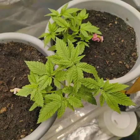 Lemonpaya FB/ Special Kush RQS