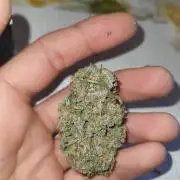 GOAT Tropicana FF