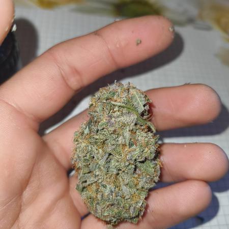 GOAT Tropicana FF