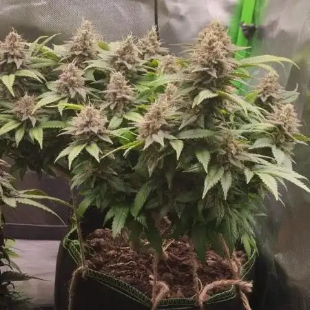 Lemonpaya FB/ Special Kush RQS