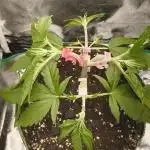 Bonus Gorilla Cookies auto