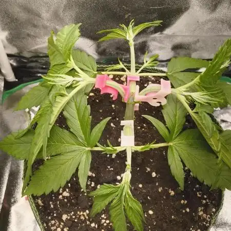 Bonus Gorilla Cookies auto