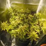 Bonus Gorilla Cookies auto