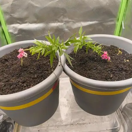 Lemonpaya FB/ Special Kush RQS