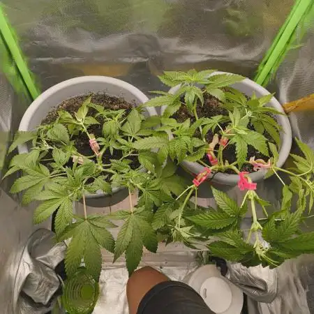 Lemonpaya FB/ Special Kush RQS