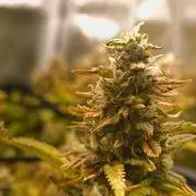 Bonus Gorilla Cookies auto