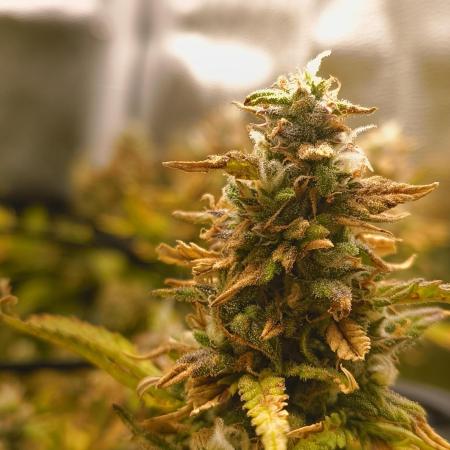 Bonus Gorilla Cookies auto