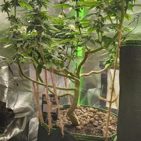 Lemonpaya FB/ Special Kush RQS