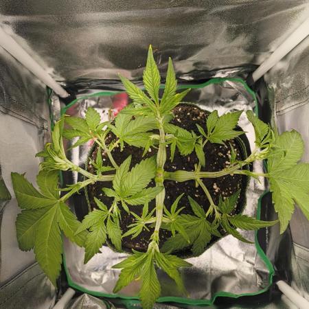 Bonus Gorilla Cookies auto