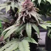 Lemonpaya FB/ Special Kush RQS