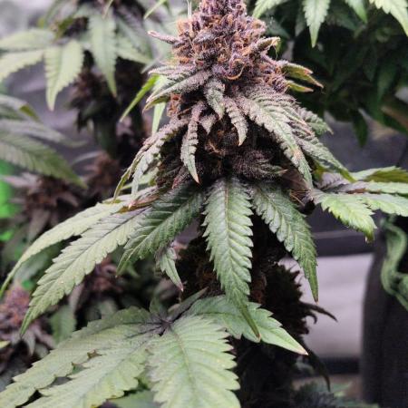 Lemonpaya FB/ Special Kush RQS