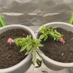 Lemonpaya FB/ Special Kush RQS