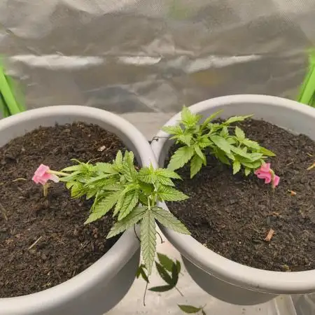 Lemonpaya FB/ Special Kush RQS