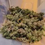 Bonus Gorilla Cookies auto