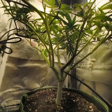 Bonus Gorilla Cookies auto