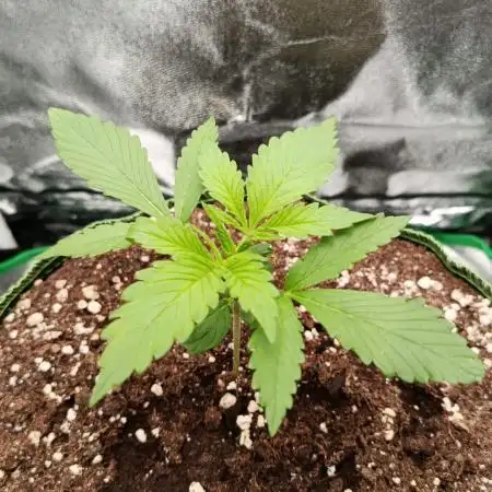 Bonus Gorilla Cookies auto