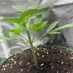 Bonus Gorilla Cookies auto