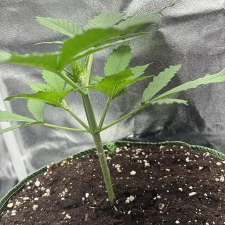 Bonus Gorilla Cookies auto
