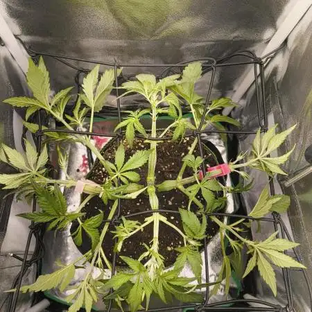 Bonus Gorilla Cookies auto