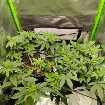 Lemonpaya FB/ Special Kush RQS