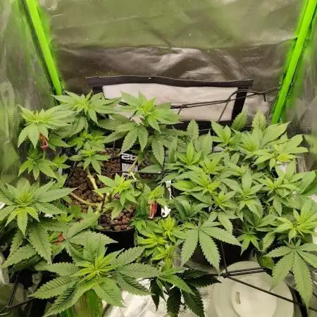 Lemonpaya FB/ Special Kush RQS