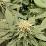 Lemonpaya FB/ Special Kush RQS