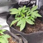 FirstTimeAutoseeds(Giveaways Cannafair)