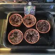 FirstTimeAutoseeds(Giveaways Cannafair)