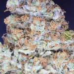 Zkittlez 