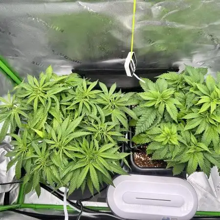 Humboldt and Gas!