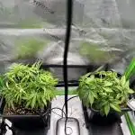 Humboldt and Gas!