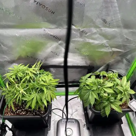 Humboldt and Gas!