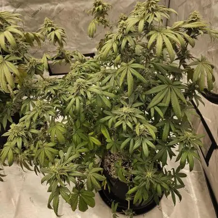 El wookie mango bieche breed
