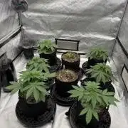 Breed tester run (wilt 1s and 13's)
