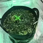 Roya Dwarf Auto - First Grow