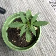 Window/Balcony Grow - Mini plant 2026