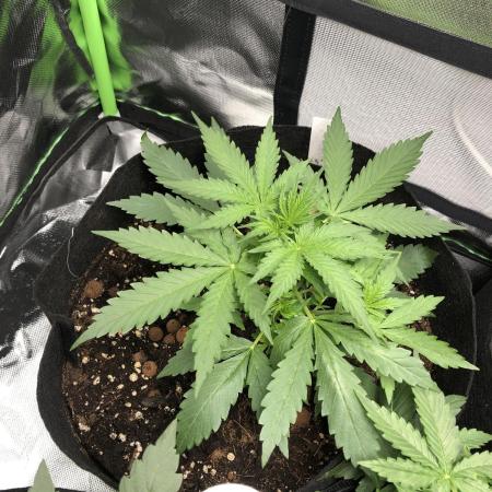Fat Banana Auto - RQS - 100W Budget Grow