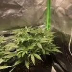 Fat Banana  - RQS - 100W SPIDER FARM