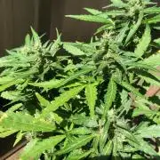 Window/Balcony Grow - Mini plant 2026