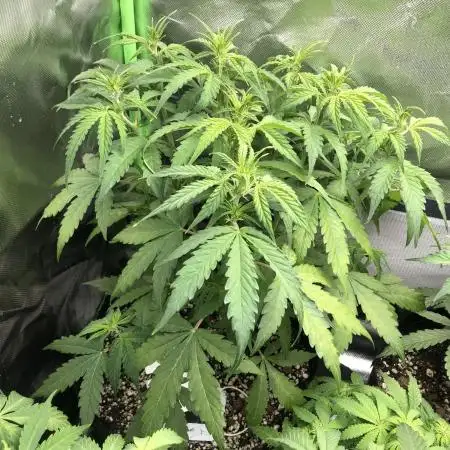 Fat Banana  - RQS - SF1000D times two!