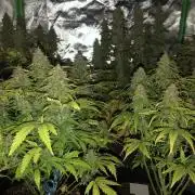 Fat Banana - 100W/200W.