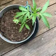 Window/Balcony Grow - Mini plant 2026