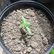 (Mini) Purple Punch Auto balcony/window