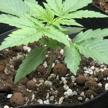 F1 Milkyway in small pot under 100W LED