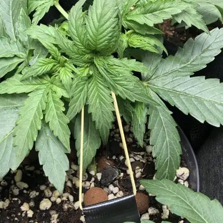 F1 Milkyway in small pot under 100W LED